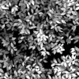 s-leaf2.jpg