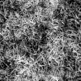 s-grass.jpg