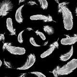 s-feather1.jpg