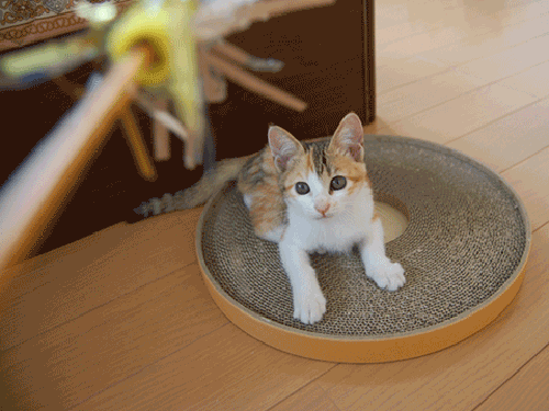 81007.gif