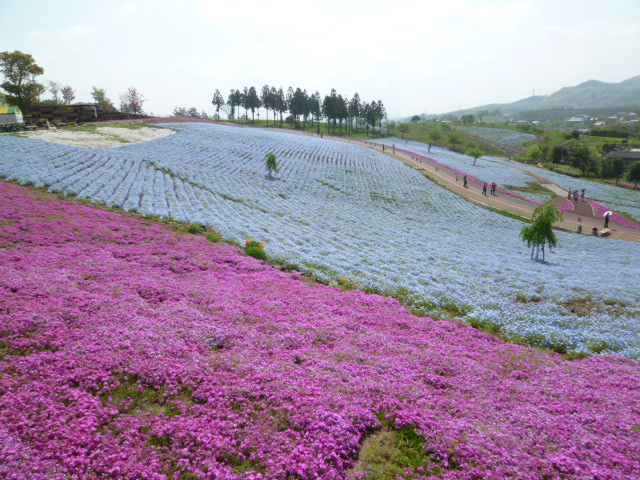 太田市 おおた芝桜まつり ネモフィラ 群馬県太田市から
