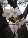 20110411162917.jpg