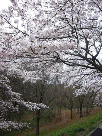 110419sakura.jpg