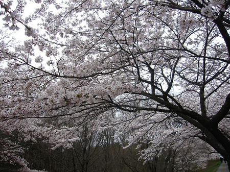 110419sakura4.jpg