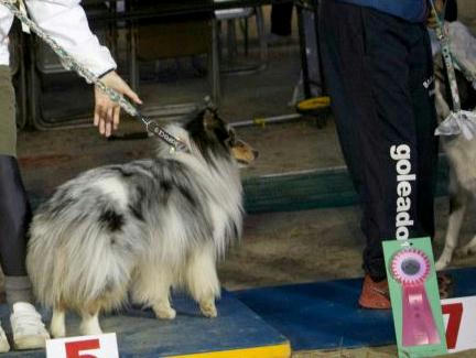 602340_2436386046050_963007169_ruke2.jpg