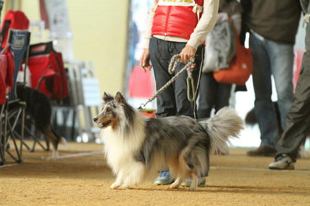 121125chikosora1.jpg