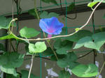 CIMG0746.JPG