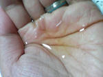 KIREI_SN342590.JPG