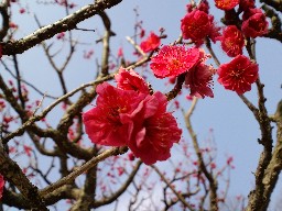 KIREI_CA3C0867.JPG