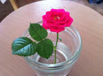 IMG_7978_KIREI.jpg