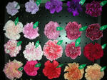 DSCN3204.JPG