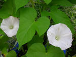 DSCN3375.JPG