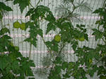 DSCN3410.JPG
