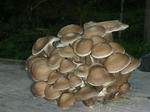 DSCN3631.JPG
