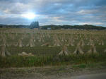DSCN3668.JPG