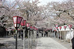 20110422_SAKURA3.jpg