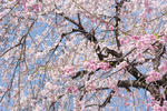 20110422_SAKURA1.jpg