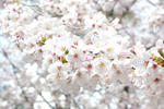 20110422_SAKURA2.jpg