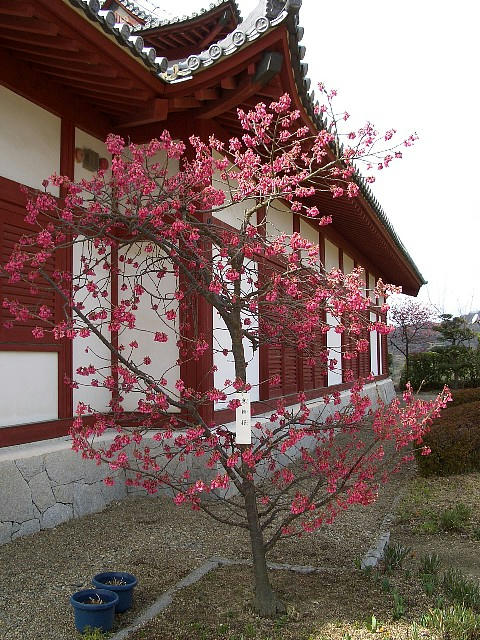 寒緋桜