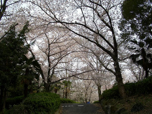 昭和山1