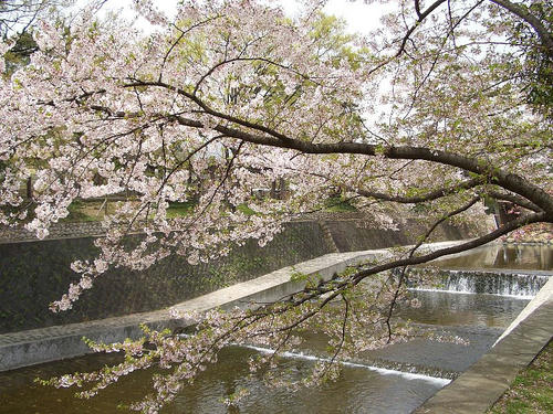 夙川公園2