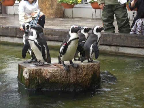 ケープペンギン