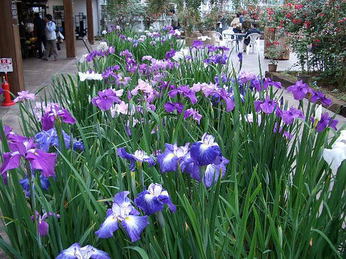 花菖蒲