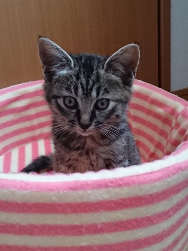 預かり猫の保護子猫ルドルフ