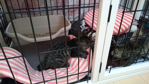 遊んで寝てまた遊ぶ、子猫の大事なお仕事従事中