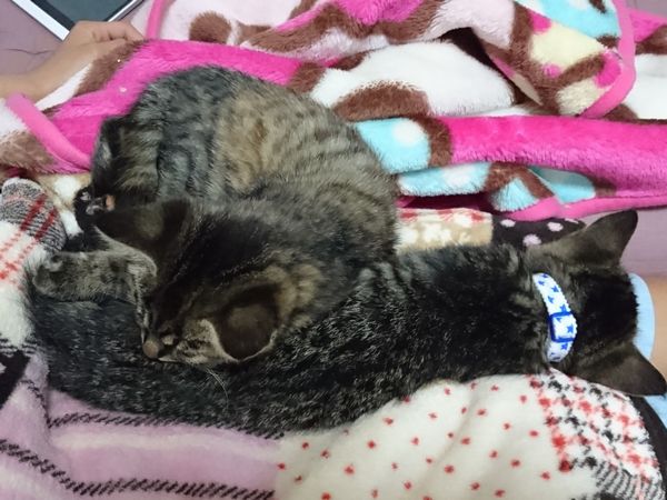 預かり猫の保護子猫のお昼寝