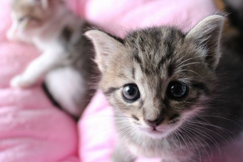 いざ！里親会へ！！犬猫たちに触れ合って思い出したこと