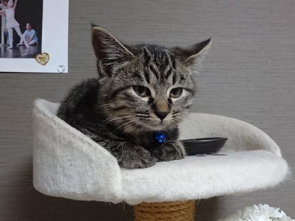 子猫の寝顔に癒される風邪っ引き娘と看病猫【キジトラ、リース】