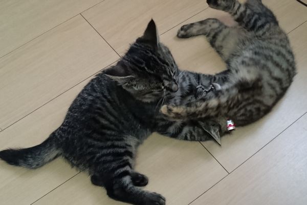 【猫の生態】激しいバトルの中から手加減を学ぶのですね