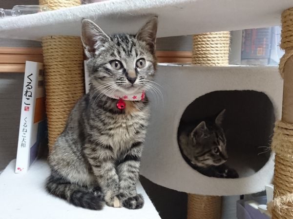 子猫