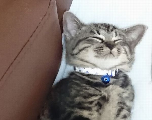 アニサポ保護猫子猫きょうだいクリスマス隊