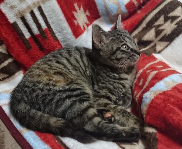 保護猫子猫クリスマス隊