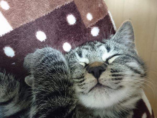 きょうだい子猫リースとルドルフ