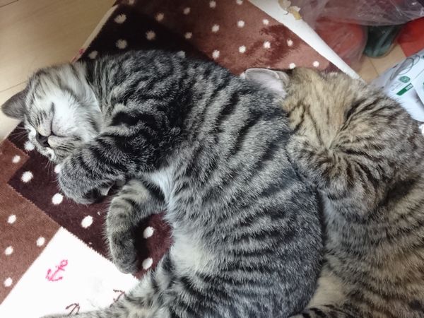 アニサポ保護猫クリスマス隊子猫