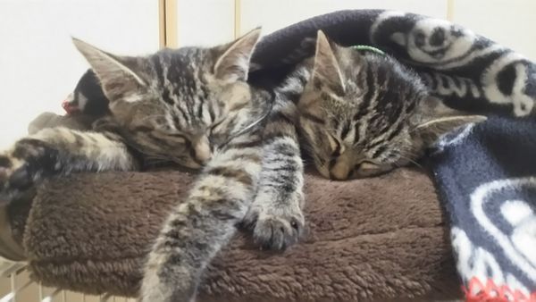子猫里親募集きょうだい猫
