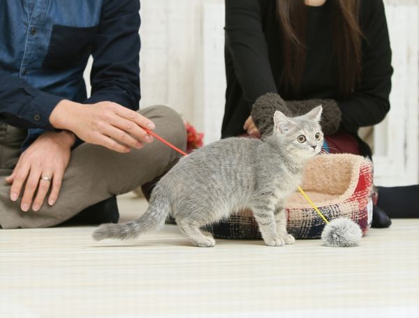 保護猫の里親になるときの譲渡費用について思うこと