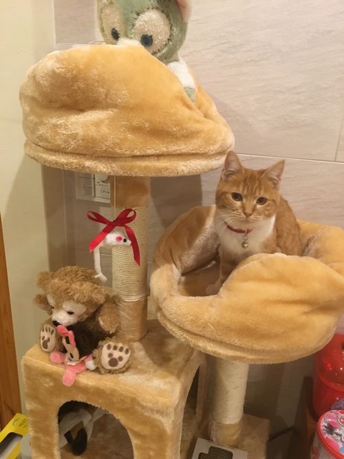 愛知・三重・岐阜犬猫保護ボラグループアニサポ保護猫
