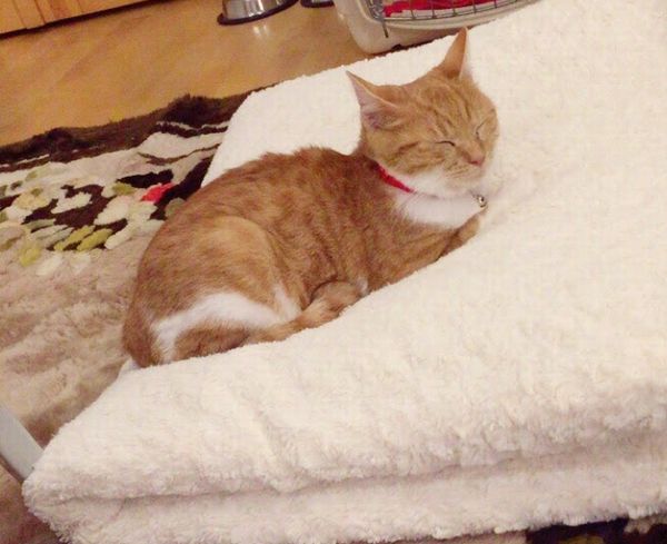 愛知・三重・岐阜犬猫保護ボラグループアニサポ保護猫