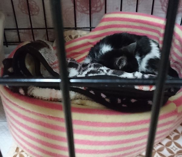 東海地方（愛知三重岐阜）犬猫保護ボラグループアニサポ里親募集保護猫