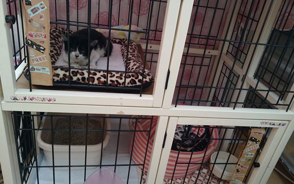 東海地方（愛知三重岐阜）犬猫保護ボラグループアニサポ里親募集保護猫