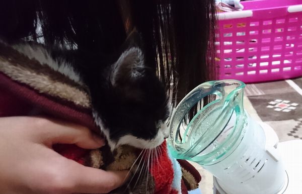 東海地方（愛知三重岐阜）犬猫保護ボラグループアニサポ里親募集保護猫