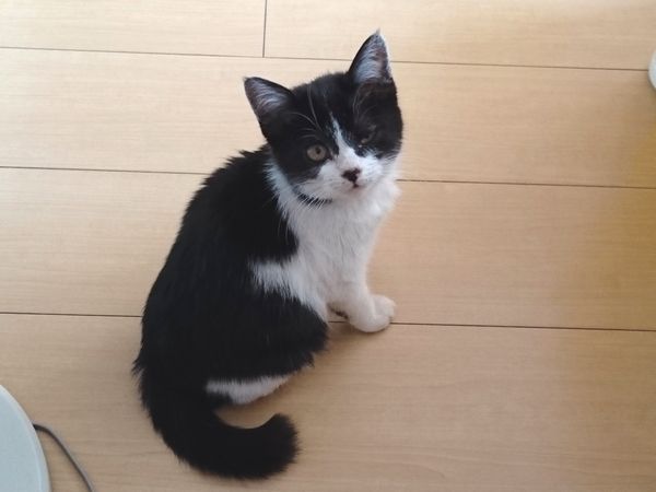 保護生活10日目、子猫成美健康診断に行く