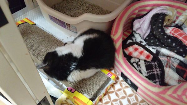 東海地方（愛知三重岐阜）犬猫保護ボラグループアニサポ里親募集保護猫