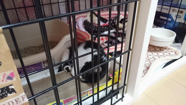 東海地方（愛知三重岐阜）犬猫保護ボラグループアニサポ里親募集保護猫