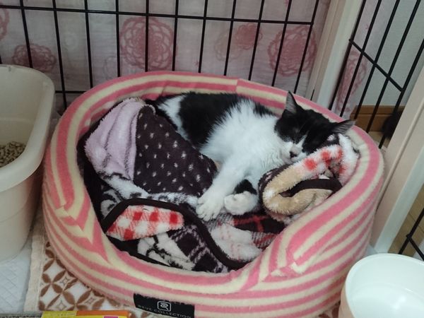 東海地方（愛知三重岐阜）犬猫保護ボラグループアニサポ里親募集保護猫