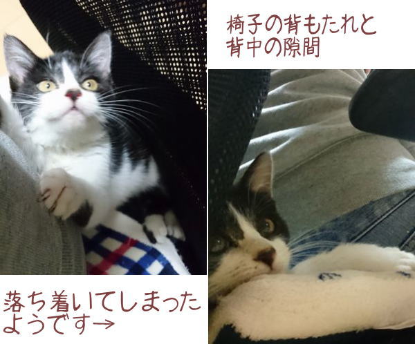 東海地方（愛知三重岐阜）犬猫保護ボラグループアニサポ里親募集保護猫